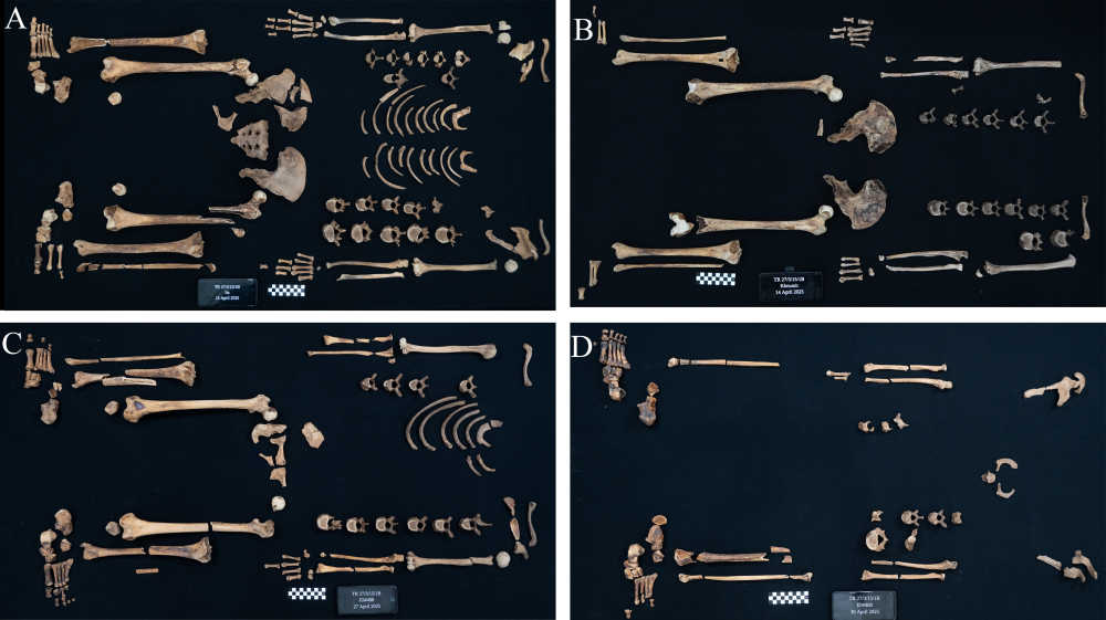 four separate images show sparse skeletons laid out bone by bone on a surface four separate images show sparse skeletons laid out bone by bone on a surface